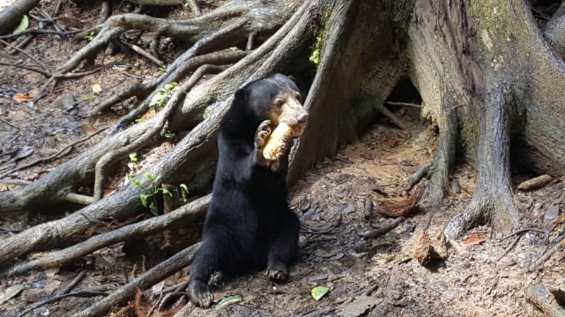 陈愉恩最为享受为马来熊提供食物的时光，可以近距离观察它们享用食物的模样。