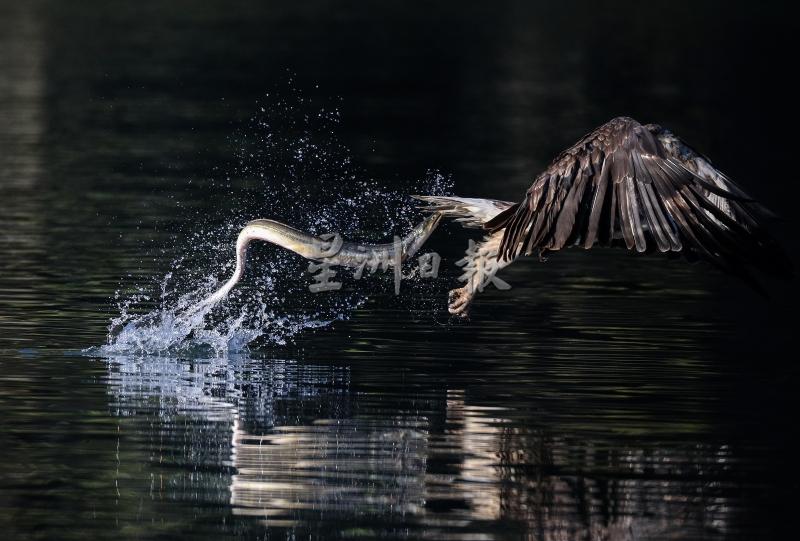 体色灰白的白腹海雕掠过湖面觅食。