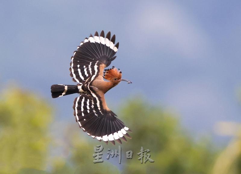 许志新早前迷上拍摄戴胜鸟，并捕捉到小鸟叼著食物展翅飞翔的美丽画面。