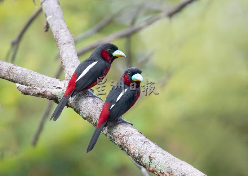 黑红阔嘴鸟是一种栖息在热带和亚热带山地森林或沼泽地区，也栖息于林缘、溪边小树上的鸟类，阔嘴鸟声音嘹亮，红黑体色流露出一股冷酷美。