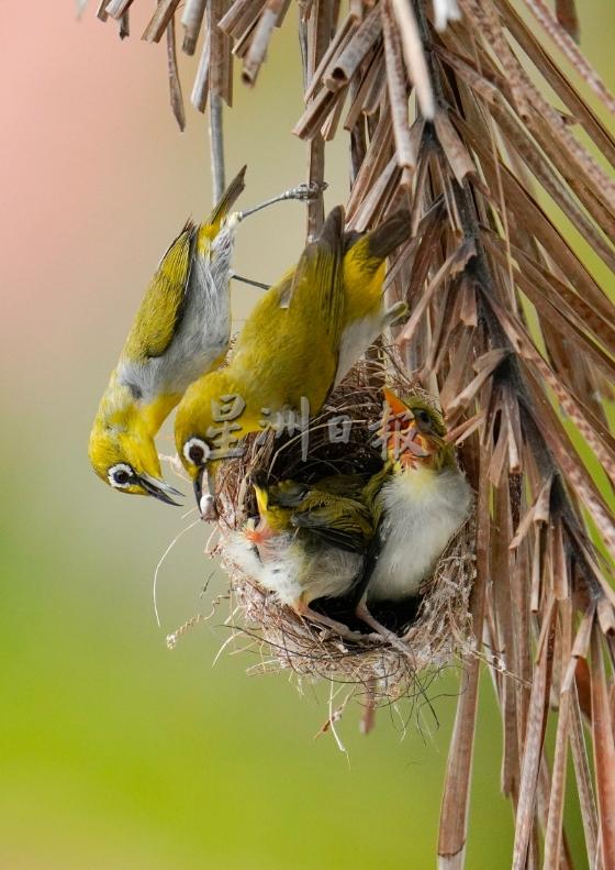 父母喂食鸟巢里的灰腹绣眼幼鸟，细腻的亲情，画面动人心！