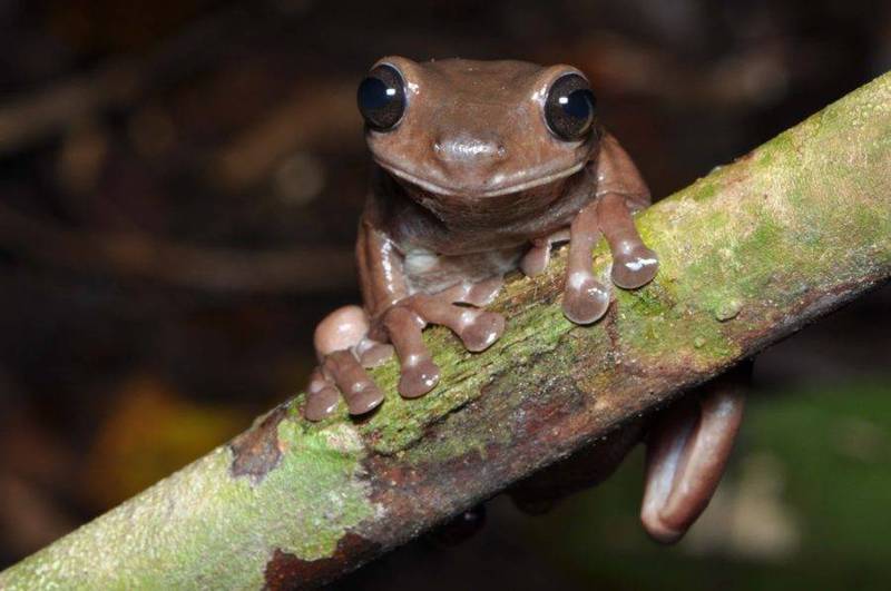 生物学家发现青蛙新物种- 国际- 国际拼盘| 星洲网Sin Chew Daily