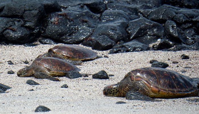 Sea turtles in Floreana Island in the Galapagos Islands, about 900km off the coast of Ecuador. AFP