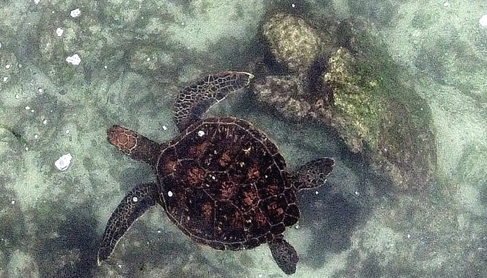 A sea turtle in Floreana Island in the Galapagos Islands, about 900km off the coast of Ecuador. AFP