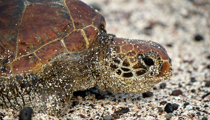 A sea turtle in Floreana Island in the Galapagos Islands, about 900km off the coast of Ecuador. AFP