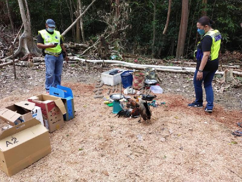 加拿逸警方在马占一处树林捣破斗鸡场。

