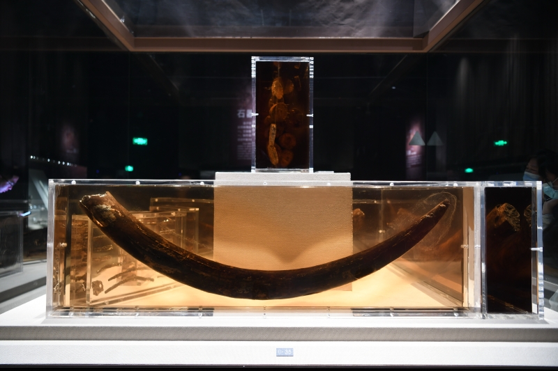 这是在四川成都金沙遗址博物馆内拍摄的象牙。

