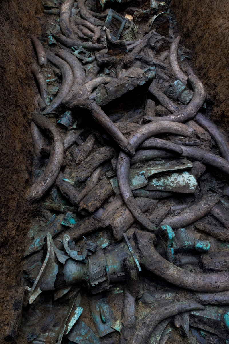 这是在四川广汉三星堆遗址三号“祭祀坑”内拍摄的象牙， 三星堆目前已发现约200根成型的象牙，金沙也发现了上百根象牙。