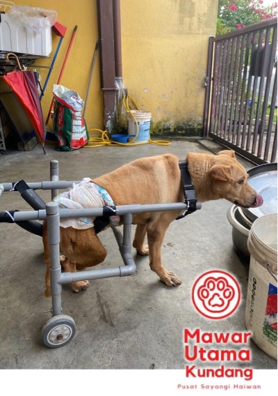 Daisy因为被车倒退时撞伤，导致终身残障。