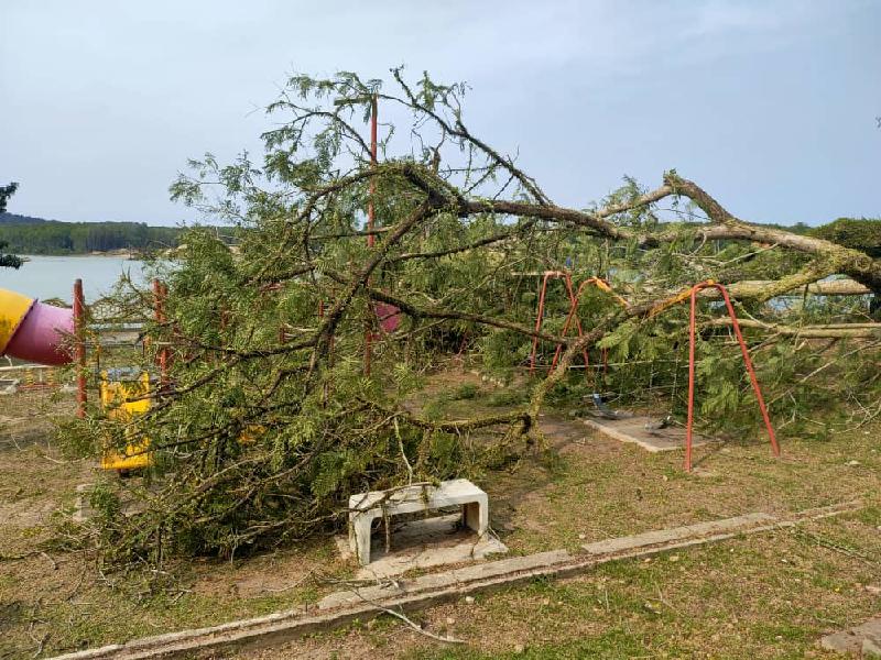 倒下的大树压中多个游乐设施，造成不同程序的损坏。