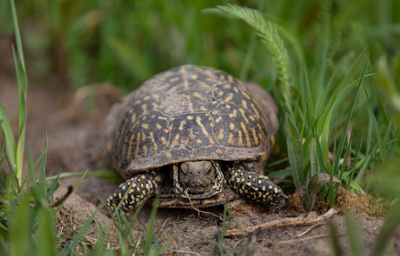 由芝加哥动物学学会和伊利诺伊大学研究团队成功找到了一只锦箱龟。他们会在现场评估龟的健康。