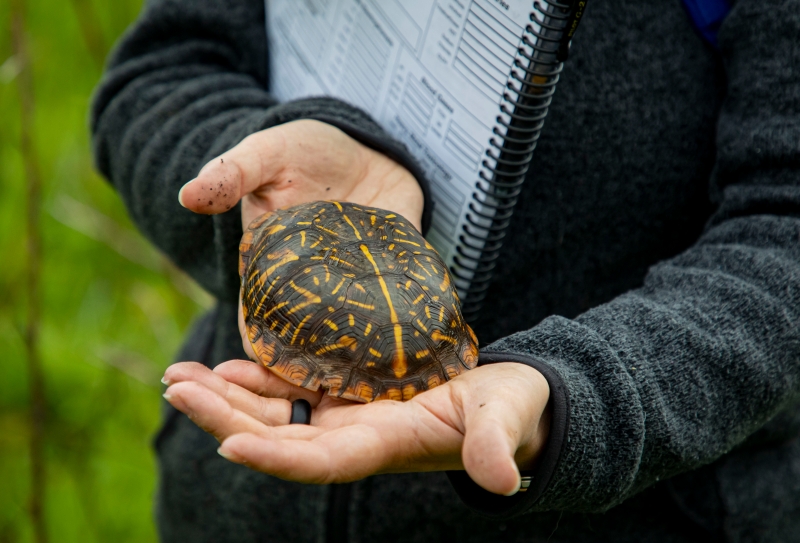 锦箱龟的龟壳有鲜明的黄色斑纹，一般8到10厘米长，约有450克重。