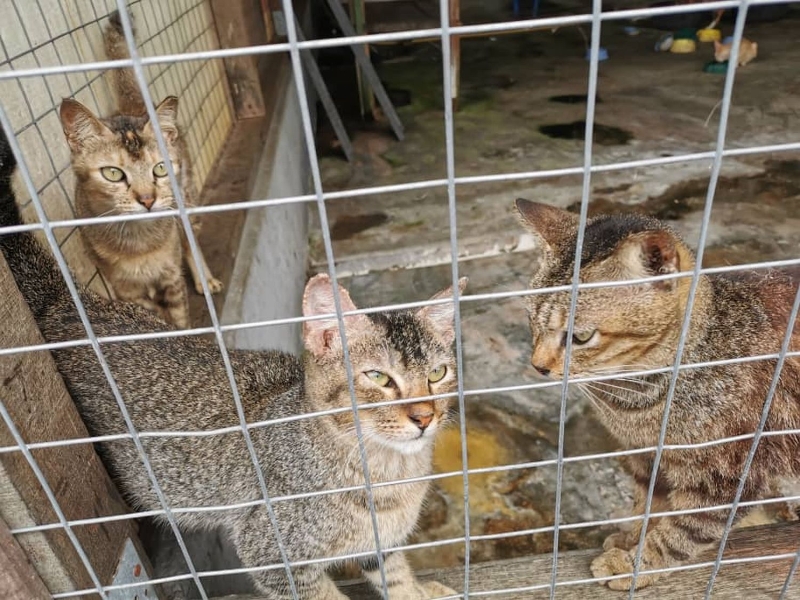 甲防虐动物协会也有一些猫咪等待领养。