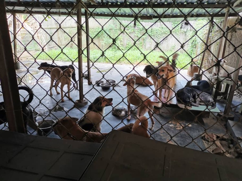甲防虐动物协会目前有大约400只的流浪狗，等待找寻永远的家。
