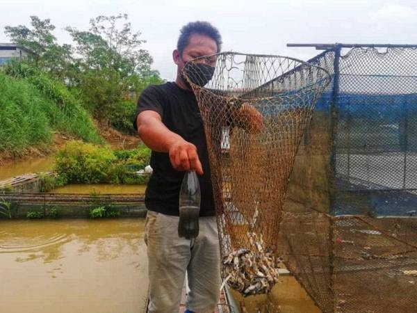 河鱼养殖场业者展示周三彭亨河水呈现黑色，导致大批巴丁鱼苗死亡。