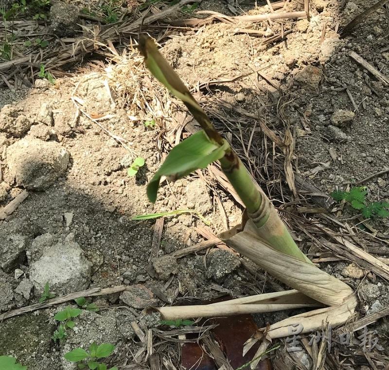 甘蔗播种后两个星期左右就开始发芽，此时适量添加一些树叶及灰土等有机物质即可。