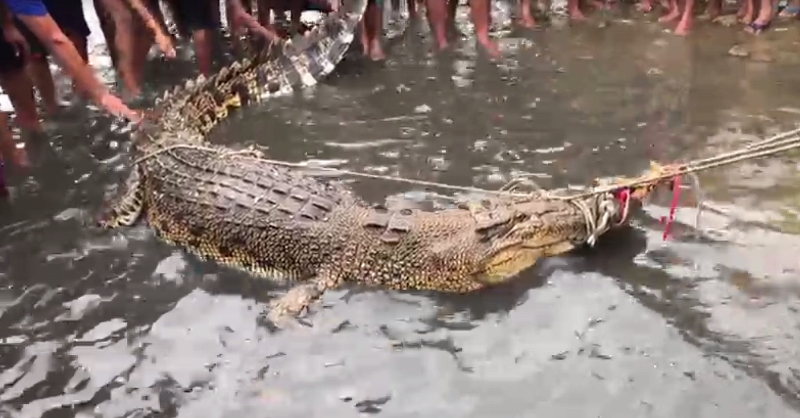 鳄鱼被岛民拖上岸。（视频截图）