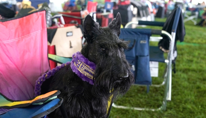 A Scottish Terrier in the outdoor benching area during the 8th Annual Masters Agility Championship at the 145th Annual Westminster Kennel Club Dog Show at the Lyndhurst Estate in Tarrytown, New York. Spectators are not allowed this year, apart from dog owners and handlers, because of safety protocols due to the pandemi