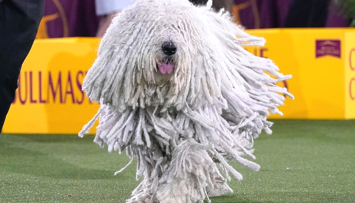 A Komondorak runs with its handler during the judging of the Working Group at the 145th Annual Westminster Kennel Club Dog Show at the Lyndhurst Estate in Tarrytown, New York. Spectators are not allowed this year, apart from dog owners and handlers, because of safety protocols due to the pandemic. AFP