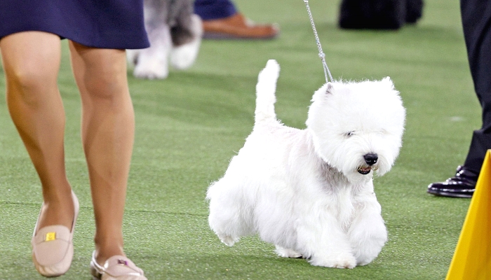 Boy the West Highland White Terrier wins the Terrier Group at the 145th Annual Westminster Kennel Club Dog Show at the Lyndhurst Estate in Tarrytown, New York. Spectators are not allowed this year, apart from dog owners and handlers, because of safety protocols due to the pandemi