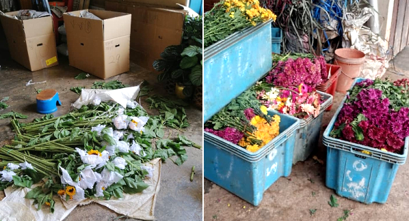 Flower growers in Cameron Highlands have no choice but to discard unsold fresh flowers on a daily basis. Flower growers in Cameron Highlands have no choice but to discard unsold fresh flowers on a daily basis.
