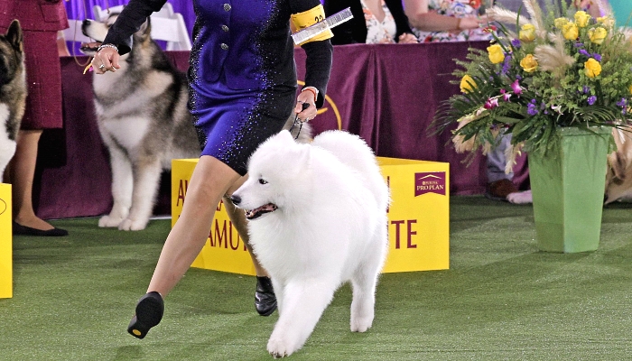 Striker the Samoyed wins the Working Group at the 145th Annual Westminster Kennel Club Dog Show at the Lyndhurst Estate in Tarrytown, New York. Spectators are not allowed this year, apart from dog owners and handlers, because of safety protocols due to the pandemic. AFP
