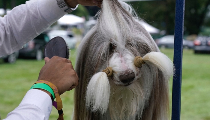 A Bearded Collie waits in the benching area prior to the Judging of Sporting, Working and Terrier Breeds at the 145th Annual Westminster Kennel Club Dog Show at the Lyndhurst Estate in Tarrytown, New York. Spectators are not allowed this year, apart from dog owners and handlers, because of safety protocols due to the pandemi