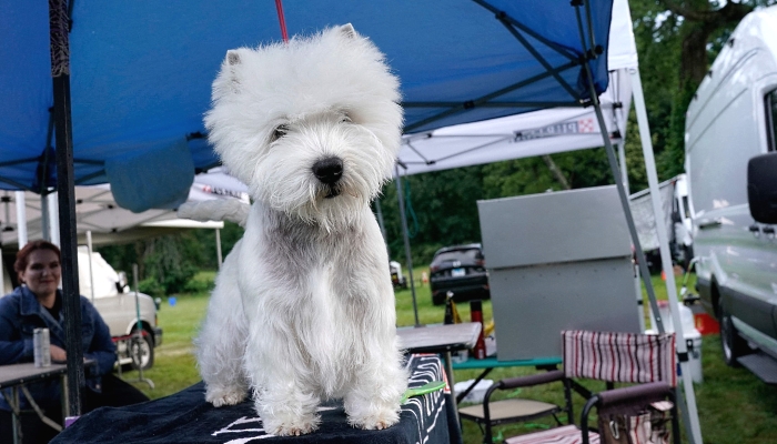 A West Highland White Terrier is seen in the benching area prior to the Judging of Sporting, Working and Terrier Breeds at the 145th Annual Westminster Kennel Club Dog Show at the Lyndhurst Estate in Tarrytown, New York. Spectators are not allowed this year, apart from dog owners and handlers, because of safety protocols due to the pandemic. AFP