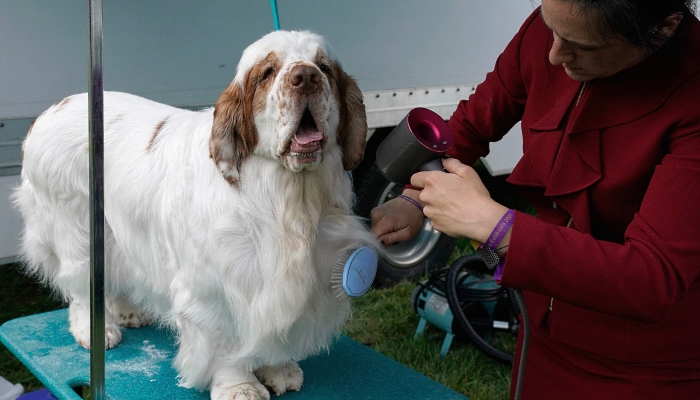 A Clumber Spaniel is seen in the benching area prior to the Judging of Sporting, Working and Terrier Breeds at the 145th Annual Westminster Kennel Club Dog Show at the Lyndhurst Estate in Tarrytown, New York. Spectators are not allowed this year, apart from dog owners and handlers, because of safety protocols due to the pandemic. AFP