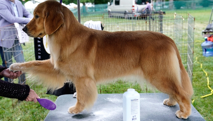 A Golden Retriever is seen in the benching area prior to the Judging of Sporting, Working and Terrier Breeds at the 145th Annual Westminster Kennel Club Dog Show at the Lyndhurst Estate in Tarrytown, New York. Spectators are not allowed this year, apart from dog owners and handlers, because of safety protocols due to the pandemic. AFP