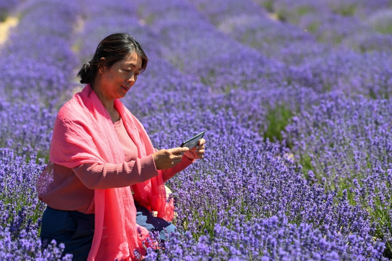 游客赶紧将这片紫色薰衣草花海收入手机里。

