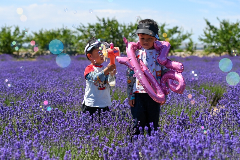 小朋友在位于新疆霍城县芦草沟镇四宫村的解忧公主薰衣草农场游玩。　

