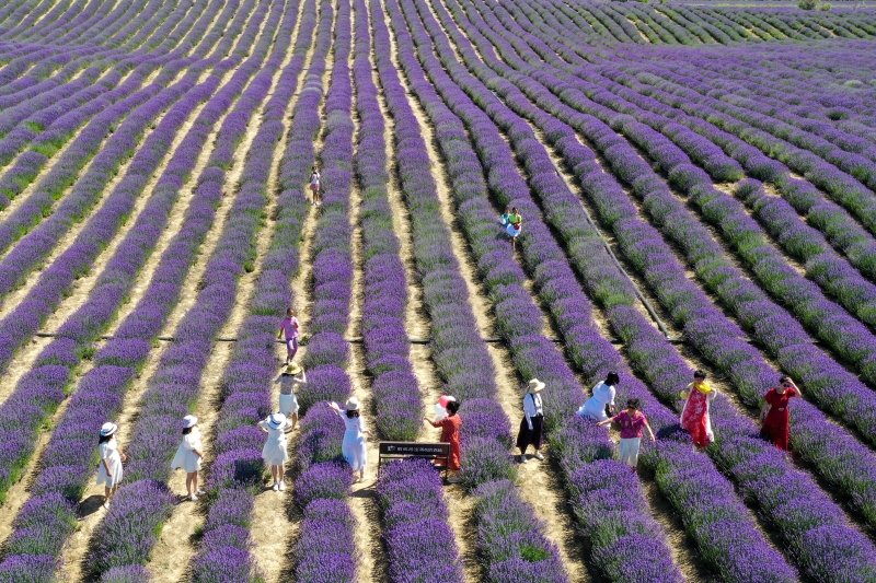 进入6月，“中国薰衣草之乡”新疆霍城县5万亩薰衣草竞相绽放。

