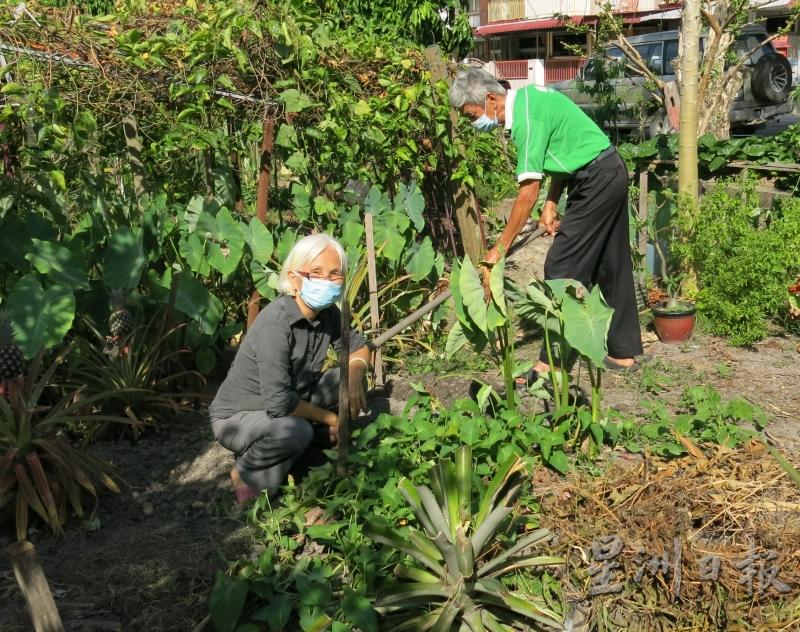 早上天气不热，符祥福和太太喜欢趁这时在小空地上莳花种菜。