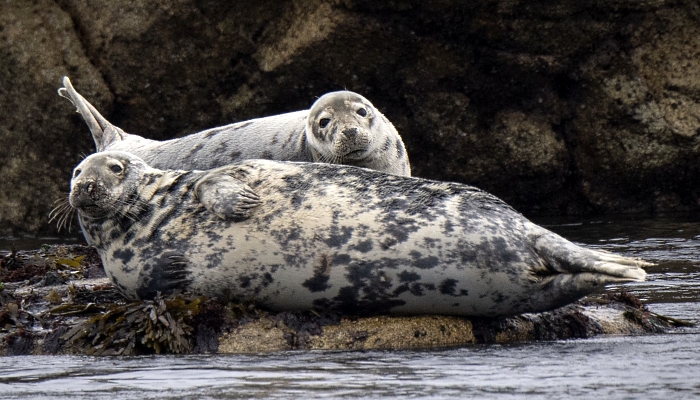 Grey seals on Rouzic Island in Sept-Iles (Seven Islands) bird sanctuary off Perros-Guirec in western France. AFP