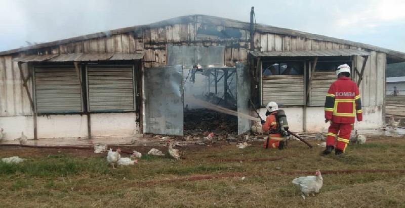 鸡只养殖场发生火患，消拯员在进行抢救。