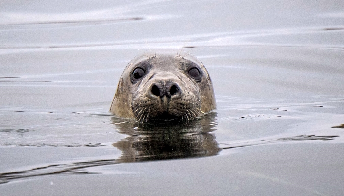 A grey seal on Rouzic Island in Sept-Iles (Seven Islands) bird sanctuary off Perros-Guirec in western France. AFP