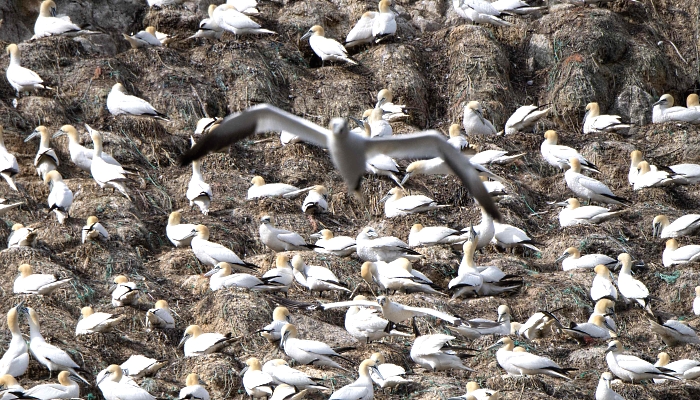 The only colony of Northern Gannets in France at Rouzic Island in Sept-Iles (Seven Islands) bird sanctuary off Perros-Guirec in western France. AFP