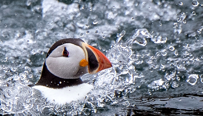 An Atlantic Puffin swims near Rouzic Island in Sept-Iles (Seven Islands) bird sanctuary off Perros-Guirec in western France. AFP
