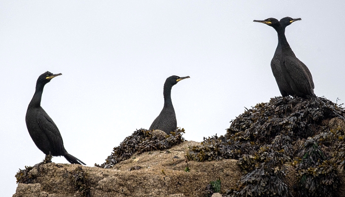 Cormorants stand at Rouzic Island in Sept-Iles (Seven Islands) bird sanctuary off Perros-Guirec in western France. AFP
