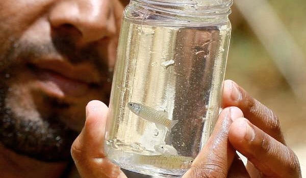 Abdullah Oshoush holds specimens of the endangered Dead Sea toothcarp (Aphanius dispar richardsoni) in a glass jar at the reserve. AFP