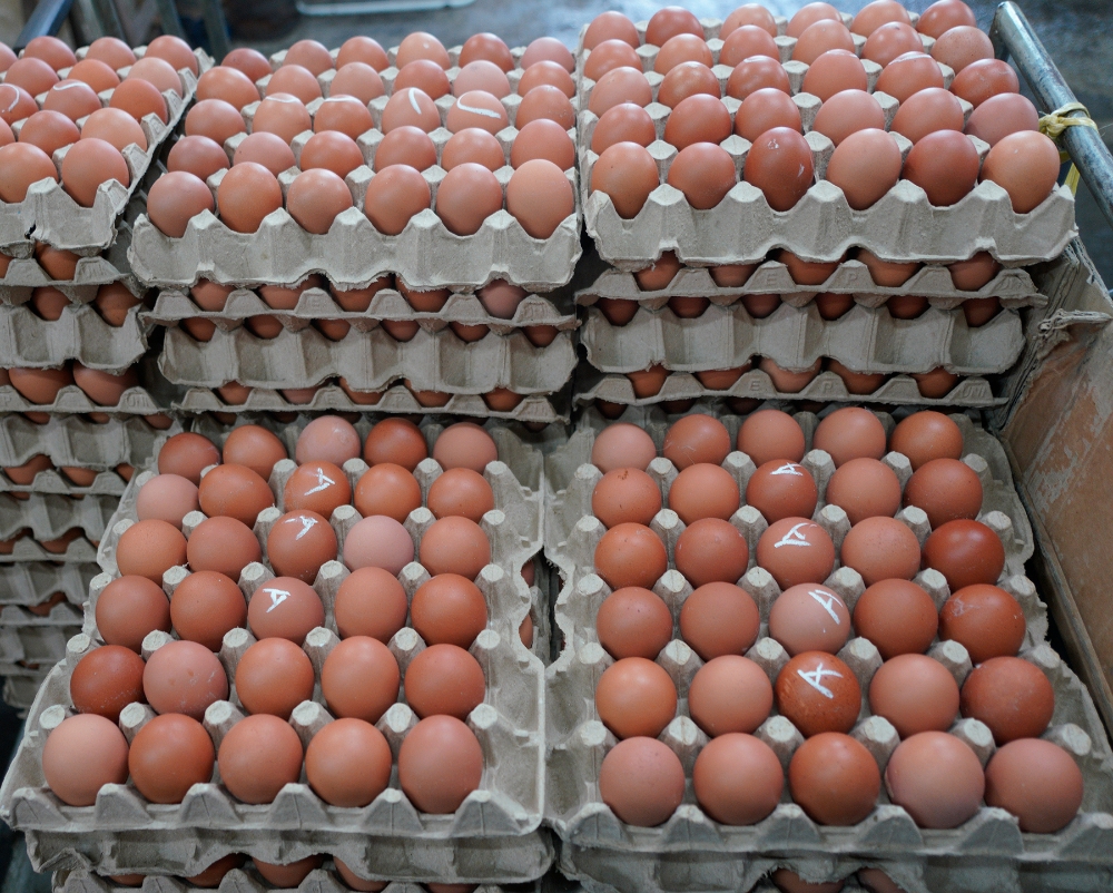 农场业者采取淘汰老母鸡的方式减低亏损的风险，因而市场上大粒鸡蛋供应比小粒鸡蛋少。