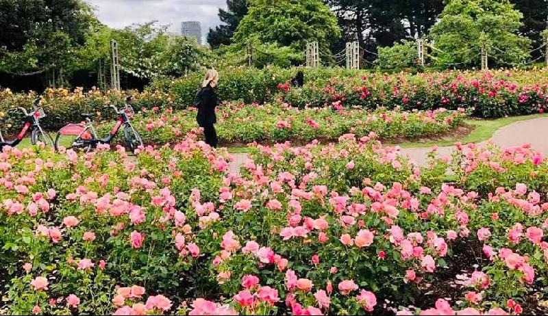 我心目中的玫瑰花园，每一朵都是一份思念。