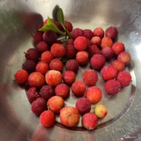 到山林里找野生杨莓，将杨莓制成果汁或用作腌渍，都能变成吸引游客的体验活动。

