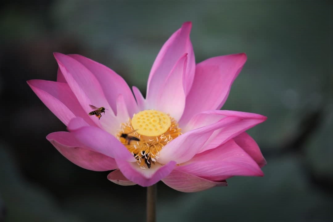 荷花绽放，倾倒人心，也吸引蜜蜂在花丛间飞舞。  