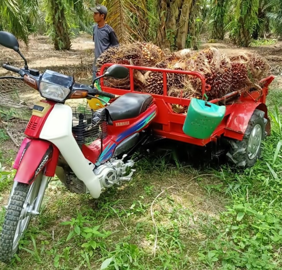 一辆新款棕果车成本三千多令吉，每次能运载300公斤的棕果。