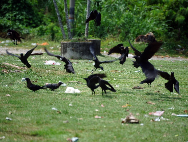 乌鸦翻找垃圾，导致当地更加脏乱。