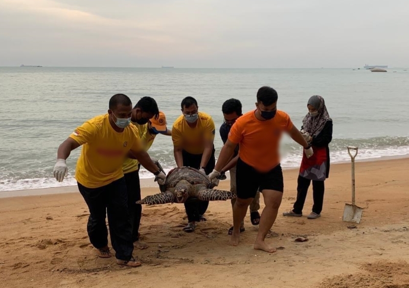 工作人员将海龟遗骸抬上岸并善后。
