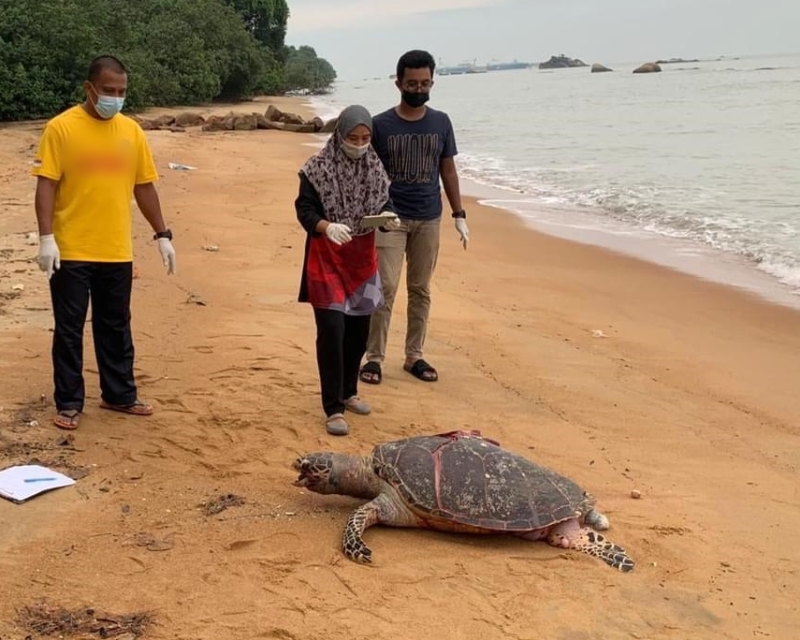 丹绒比拉拉海边出现一具海龟遗骸。