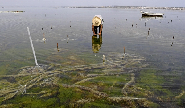 A worker harvests red seaweed (algae) in the Menzel Jemil lagoon in Tunisia's northern Bizerte region. AFP